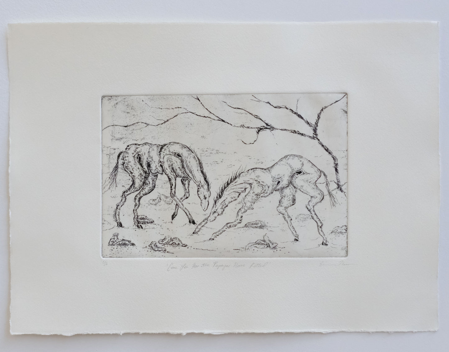 Come See How the Papayas Have Rotted